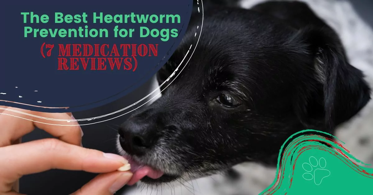 best heartworm prevention for dogs