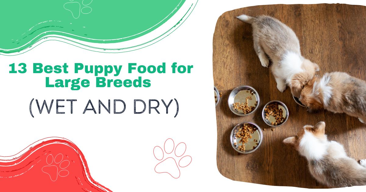 13 Best Puppy Food for Large Breeds (Wet and Dry)