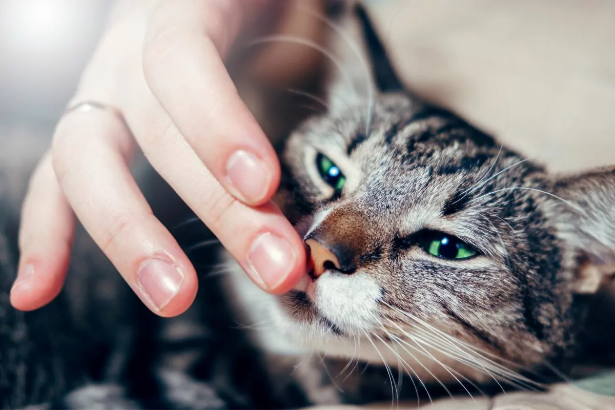 grey and white striped cat with green eyes smelling a human finger