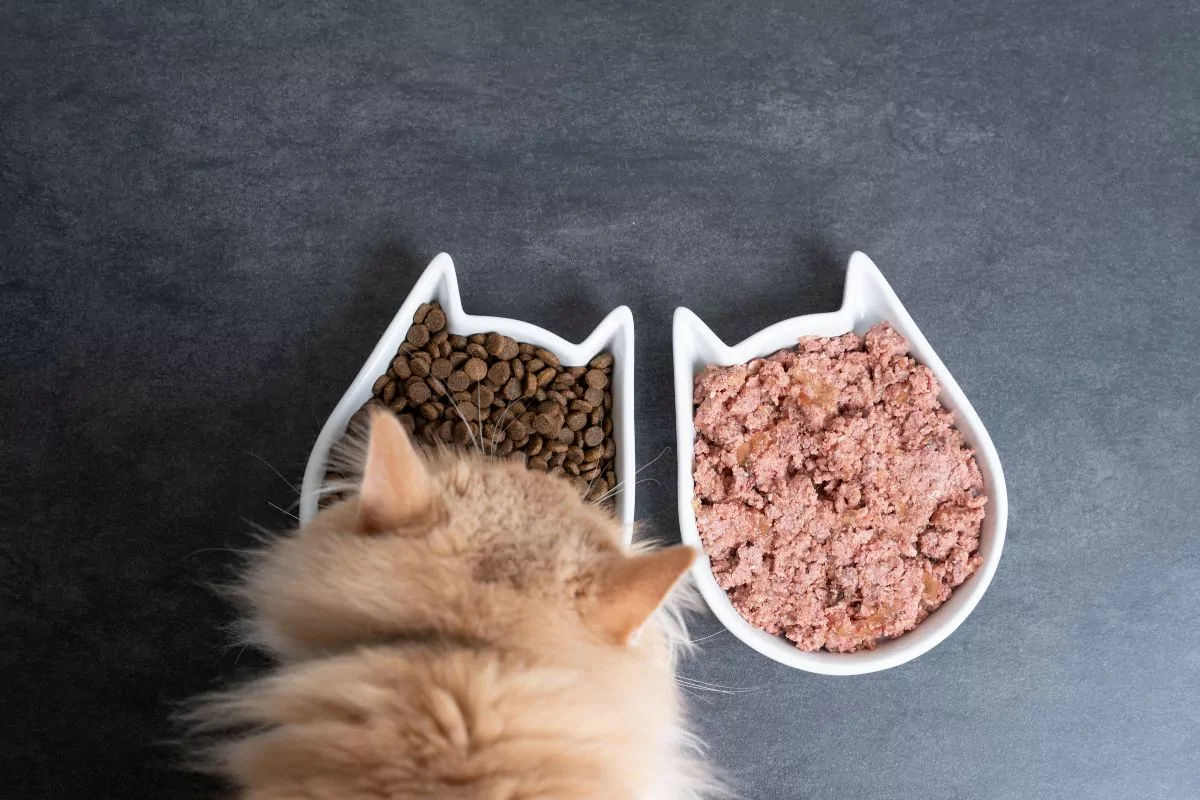 dry and wet cat food