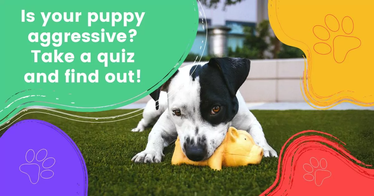 Quiz Is your puppy aggressive