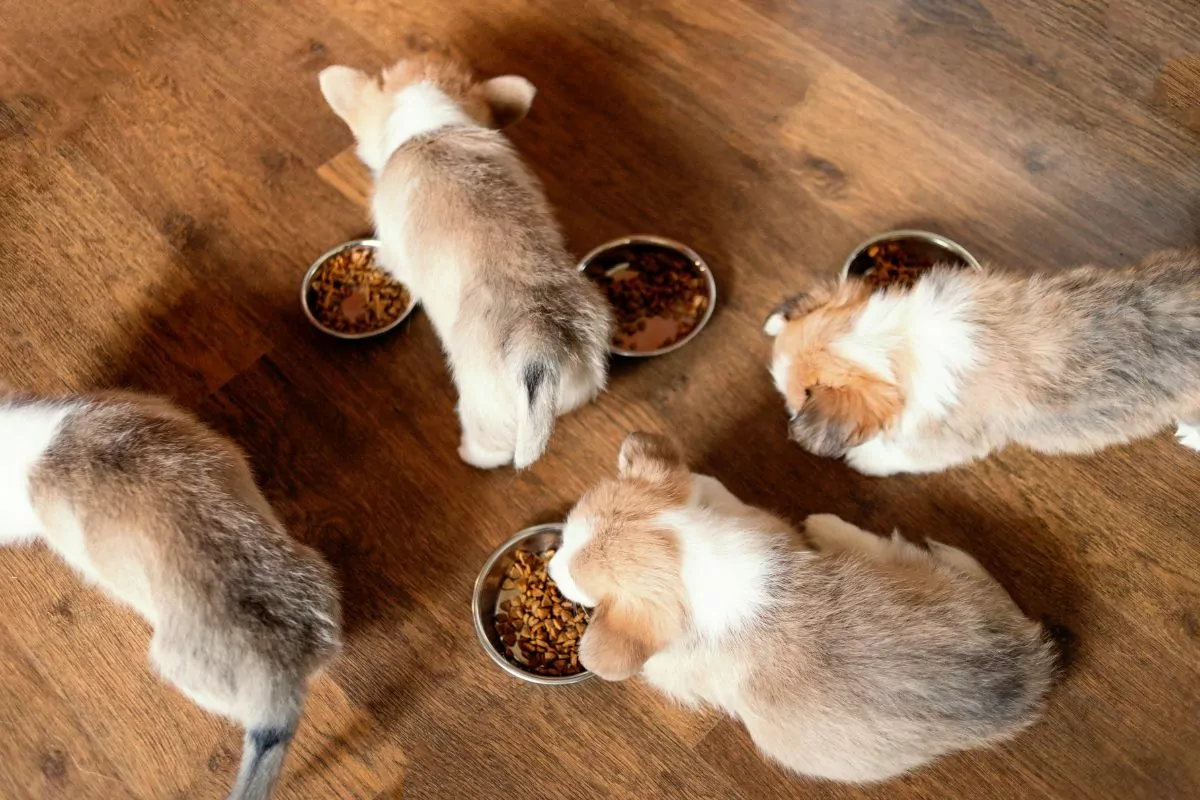 puppies eating dog food