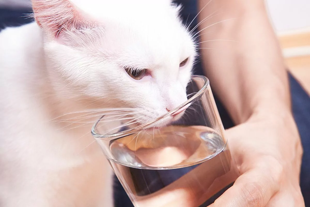 Cat drinking water with help
