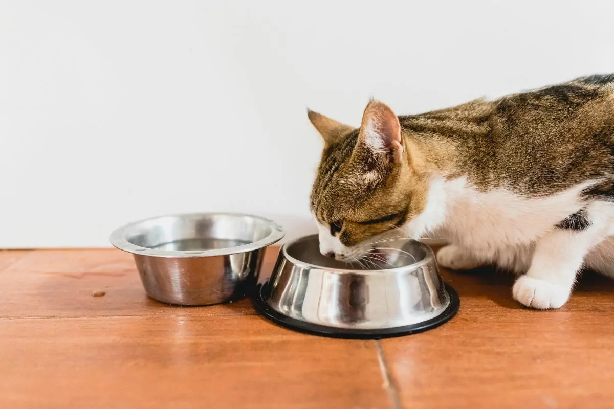 Cat eating from bowl and drinking water