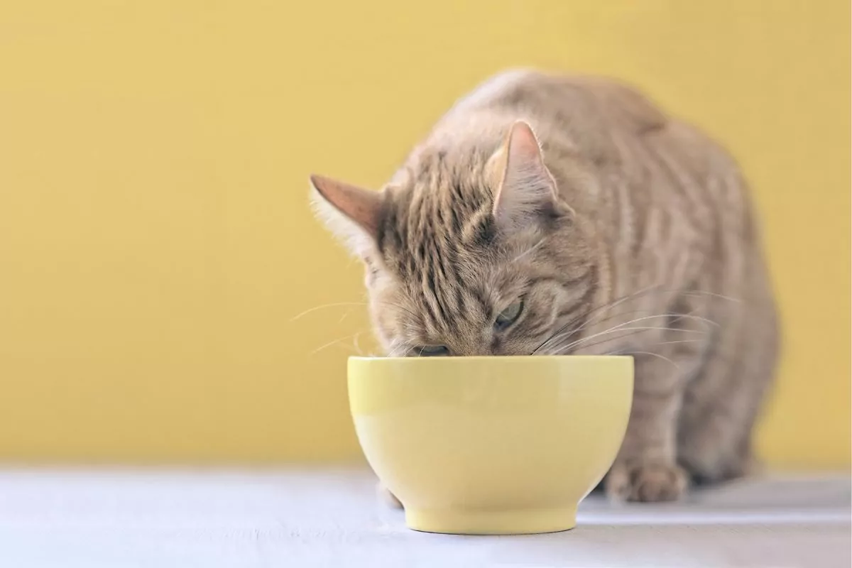 Cat eating from yellow bowl