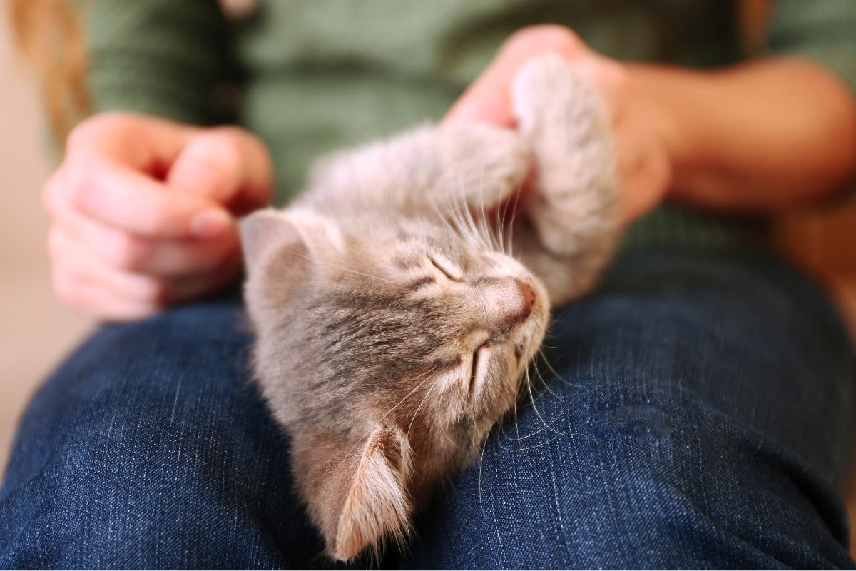 Cat sleeping in its owners lap