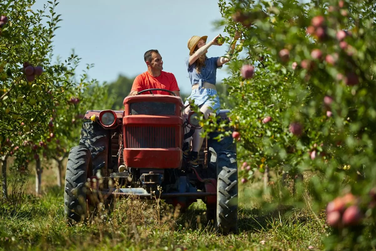 man driving tractor and woman picking fruit in an orchard