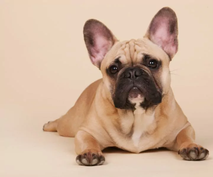 frontal picture of a brown french bulldog lying on the ground