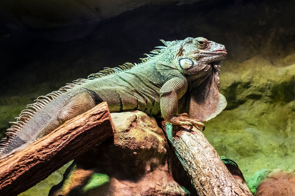 Iguana basking under a light in a cage