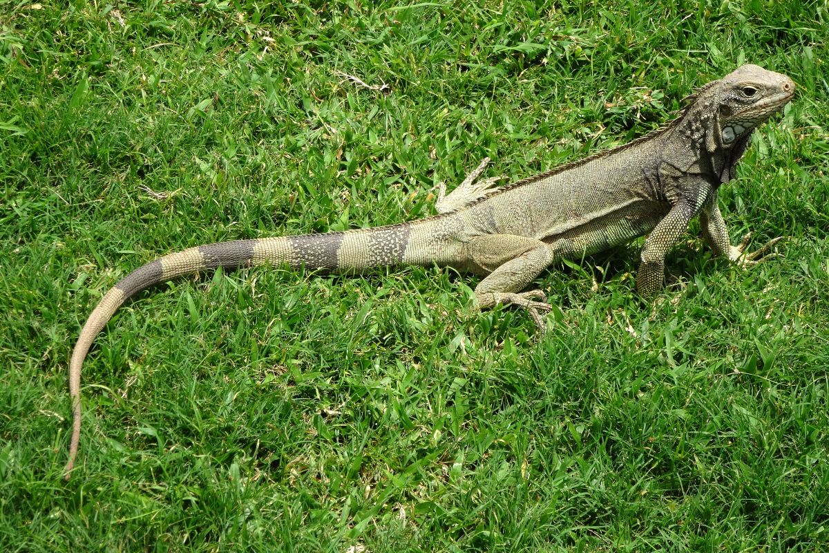 Green iguana sitting on green lawn