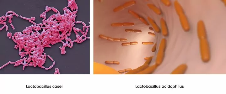Lactobacillus casei Lactobacillus acidophilus