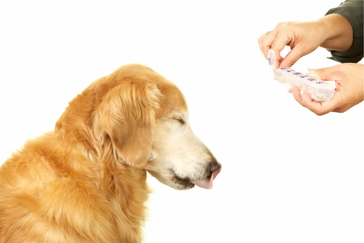 Person giving a pill to dog