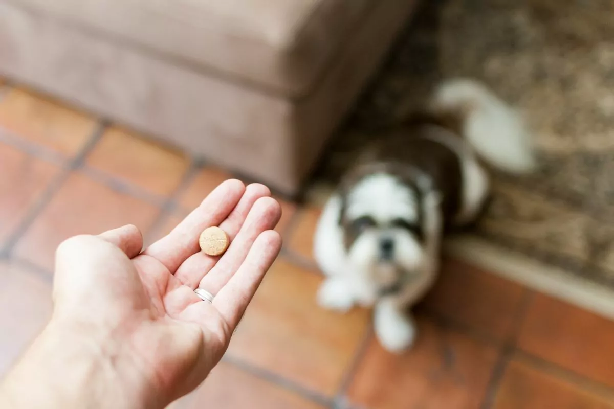 Pet owner giving his dog a pill