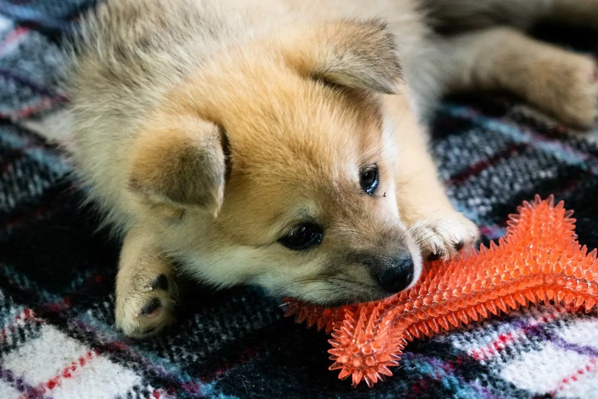Pomsky Puppy playing with chew toy