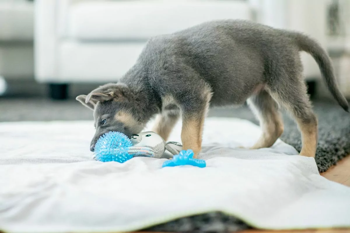 Puppy chewing toys
