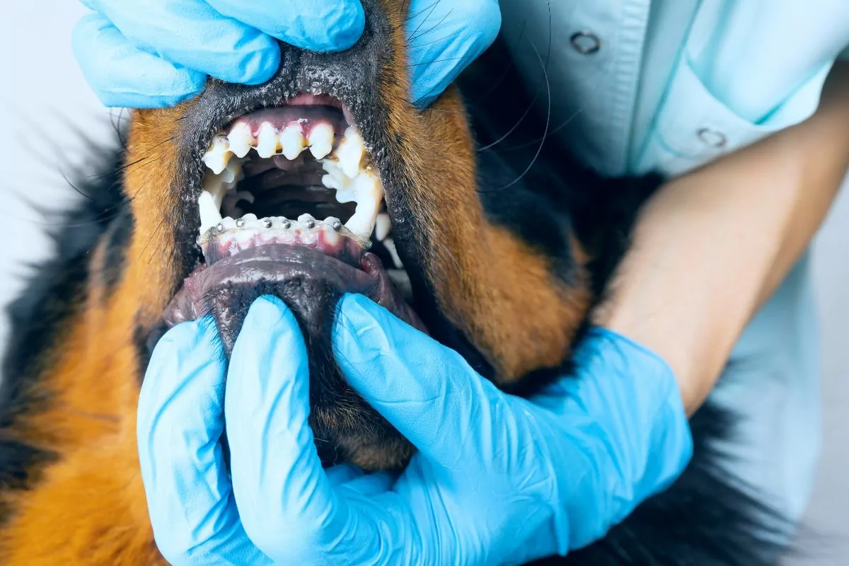 Vet checks the braces of a dog