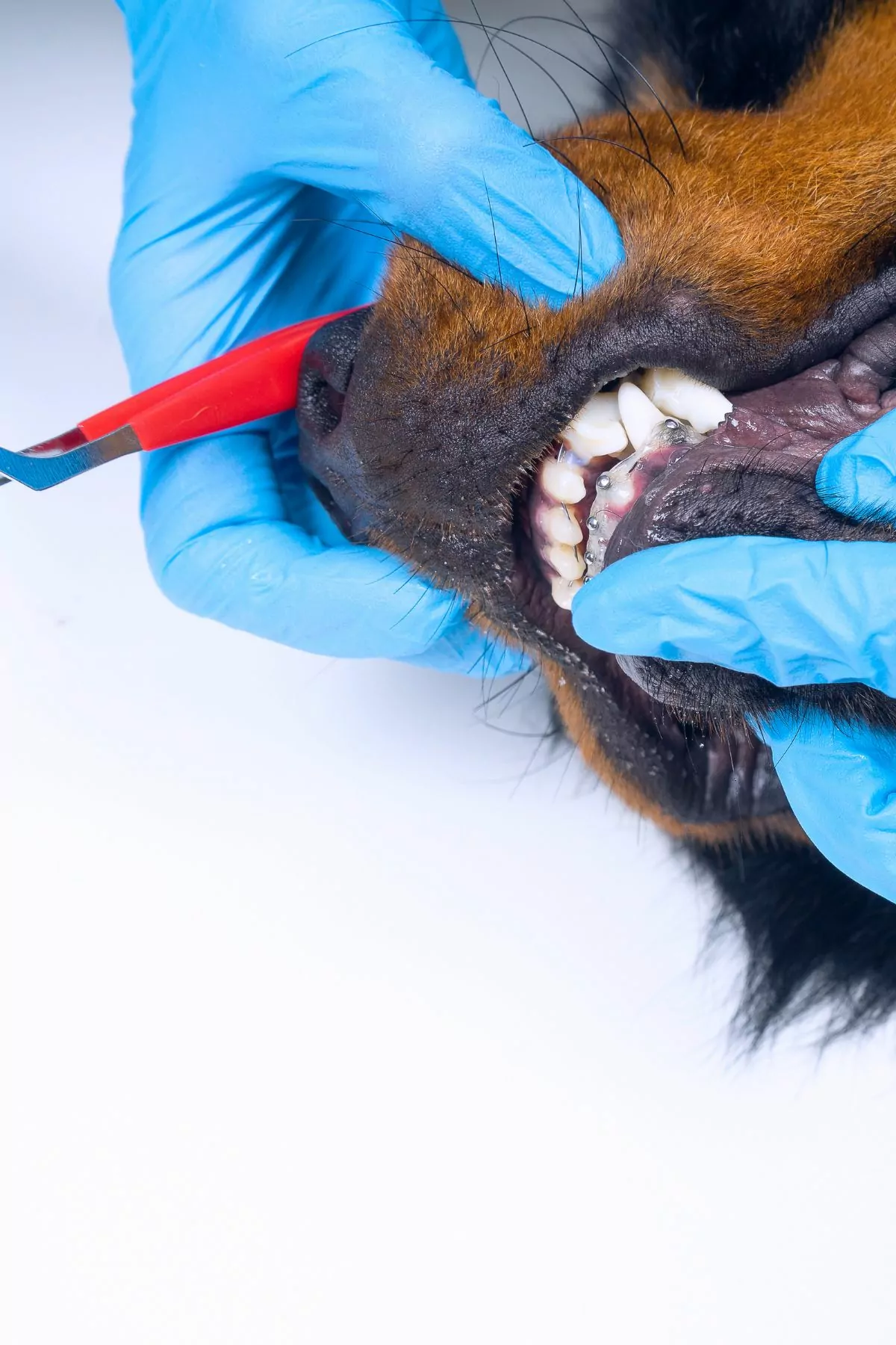 Vet is cleaning the braces of a dog