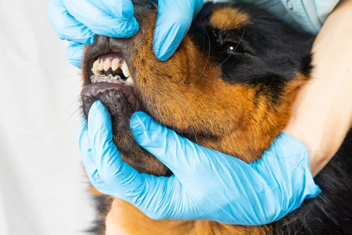 Vet is holding the mouth of a dog