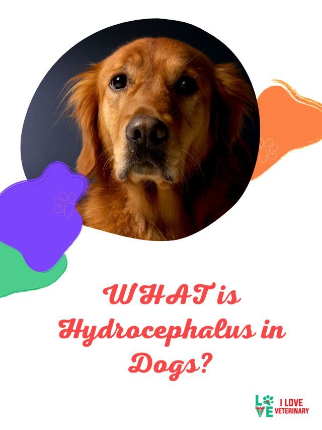 WHAT is Hydrocephalus in Dogs? - I Love Veterinary - Blog for  Veterinarians, Vet Techs, Students