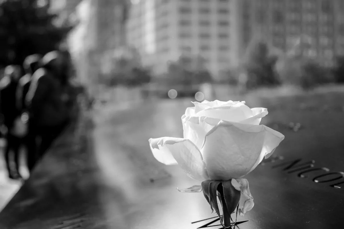 White rose in monochrome