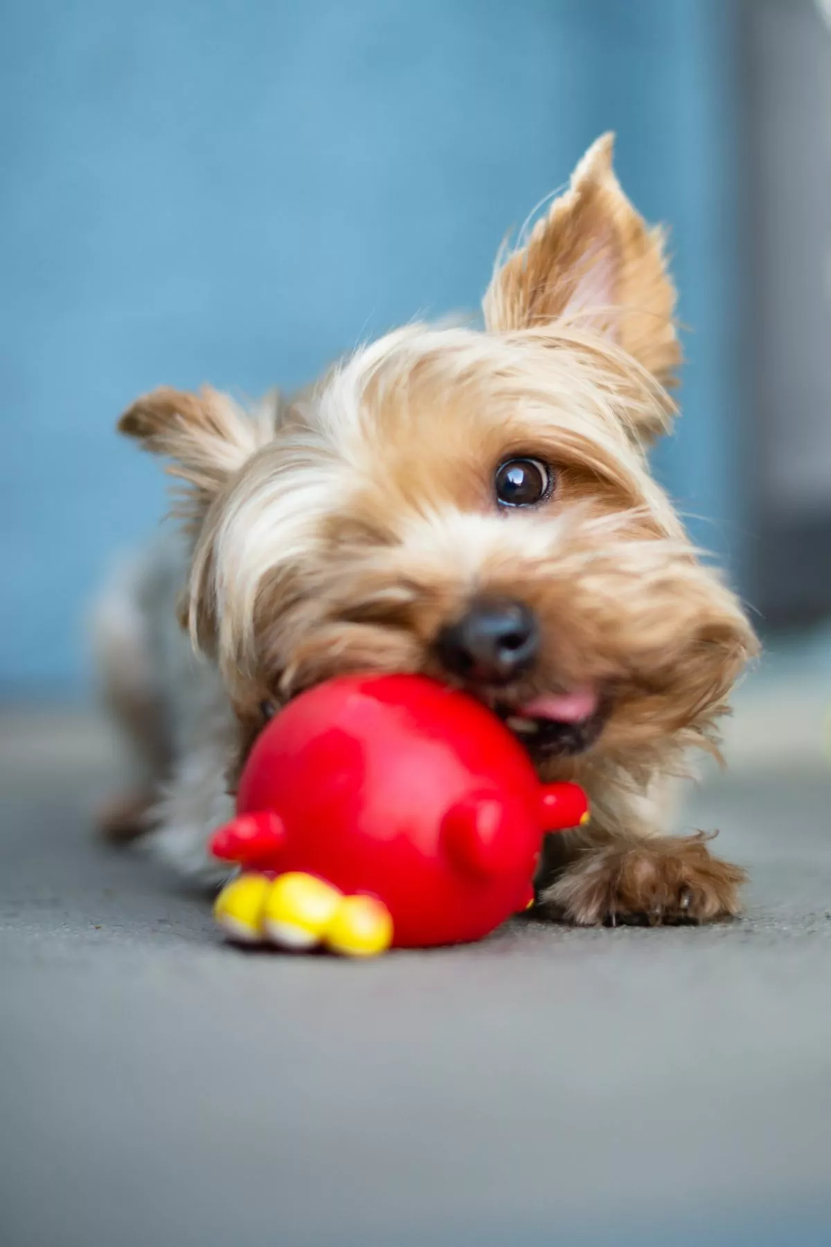 Yorkie chewing his toy