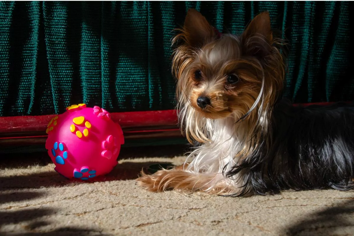 Yorkie with pink ball