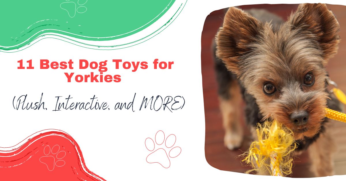 11 Best Dog Toys For Yorkies Plush