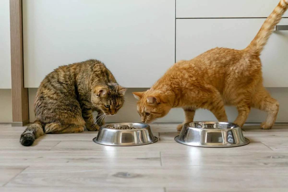 cats near bowls
