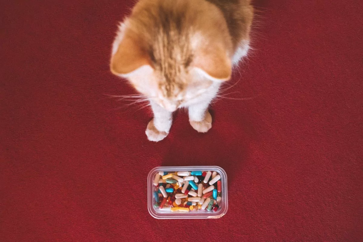 ginger cat sitting on a red carpet with a container of colored pills in front of it