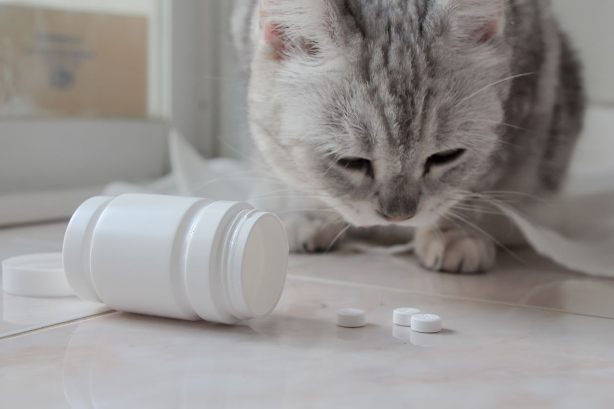 Gato y pastillas blancas
