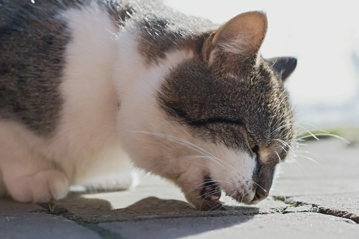grey and white cat vomiting on the cement