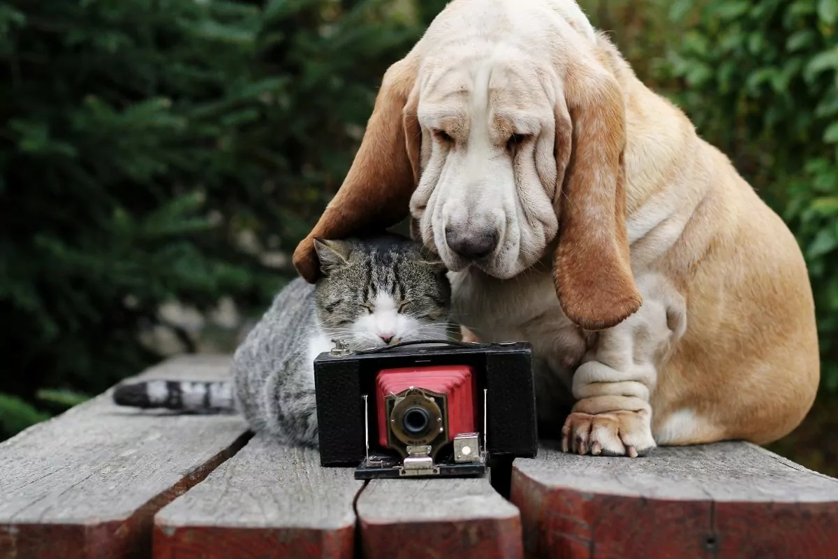Dog and cat camera