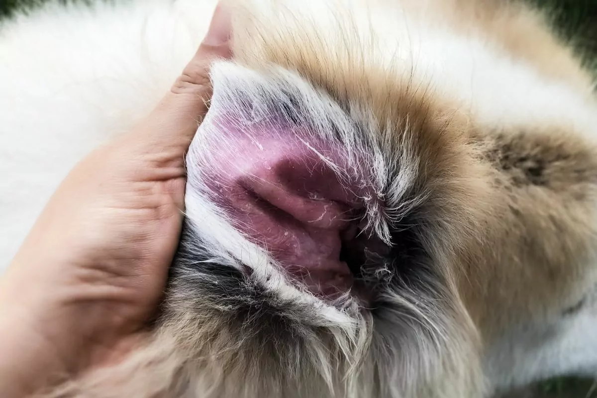 Dog ear with Atopic Dermatitis