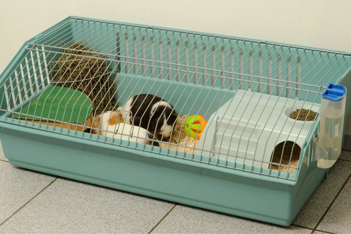 Guinea pigs in a cage