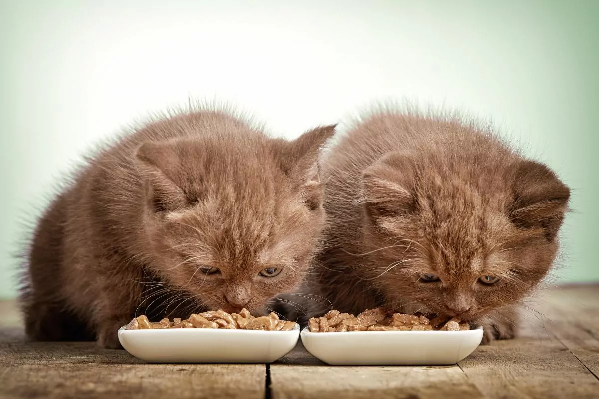 Kitten eating cats food