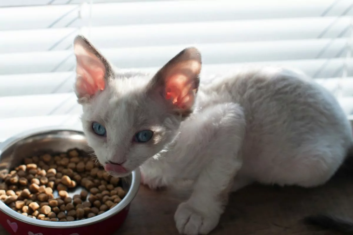 Kitten food