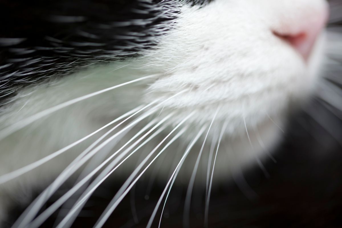 Long cat whiskers
