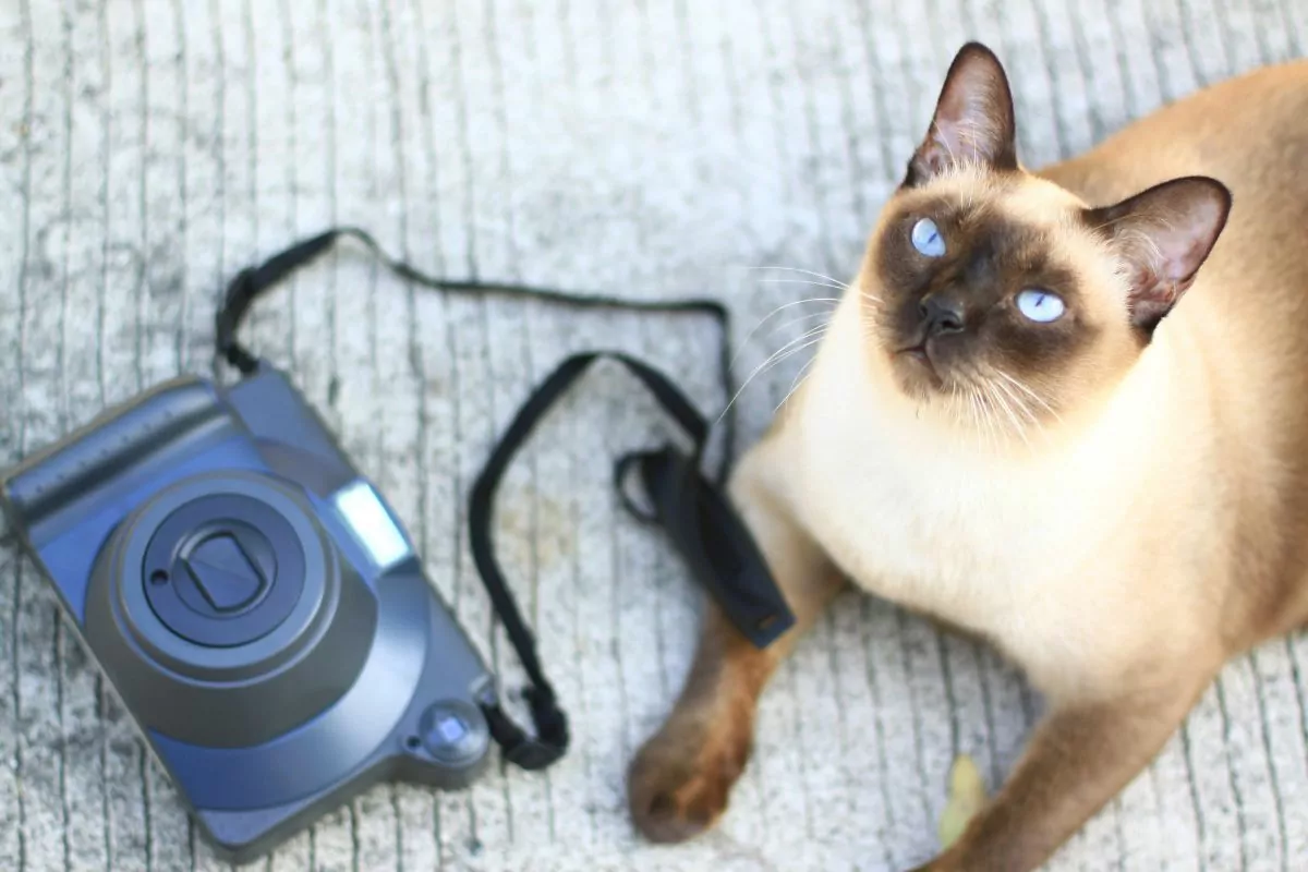 Siamese cat with camera