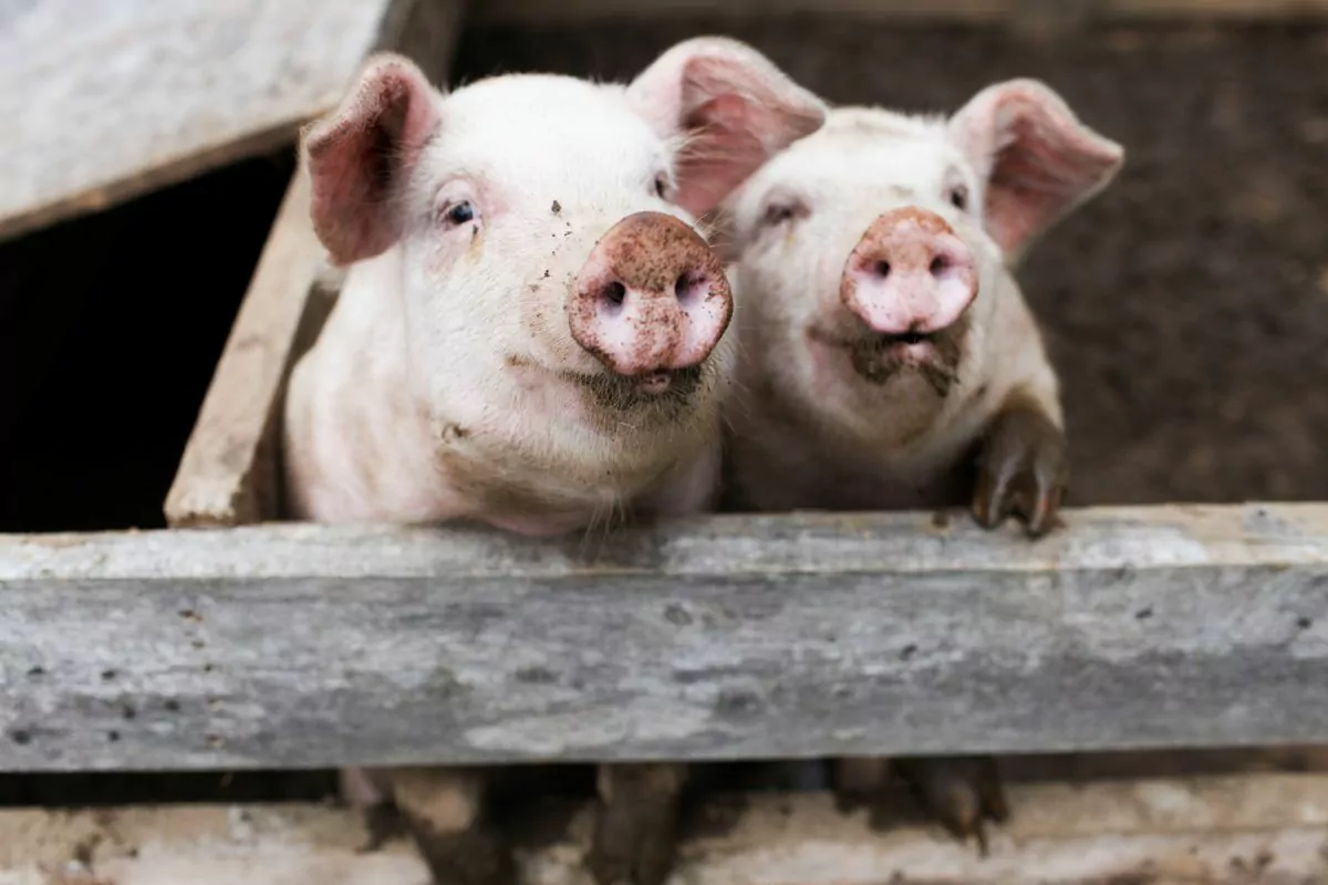 two pink pigs in a pen with mud on their snouts