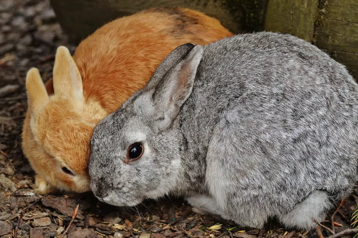 one grey and one red rabbit cuddling on the ground