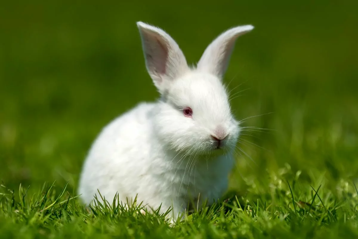 White cute bunny sitting in the green grass