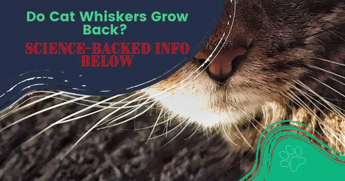 do cat whiskers grow back