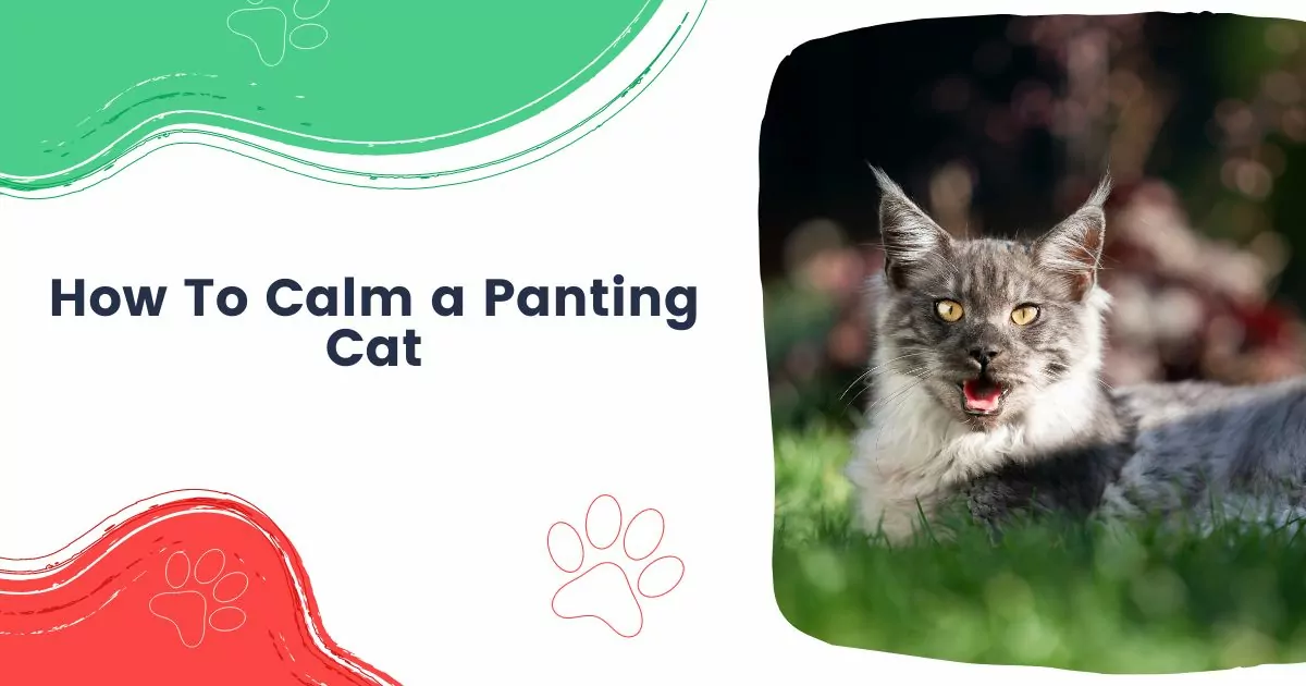 how to calm a panting cat