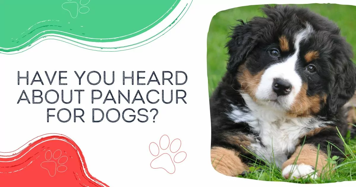 panacur for dogs