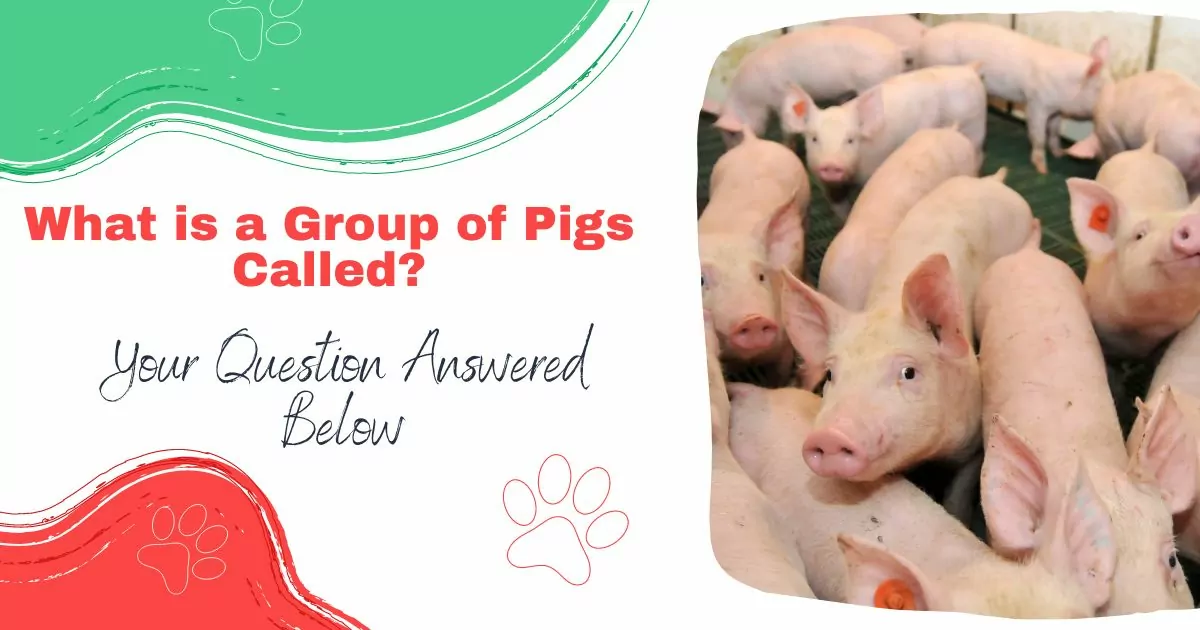 what is a group of pigs called