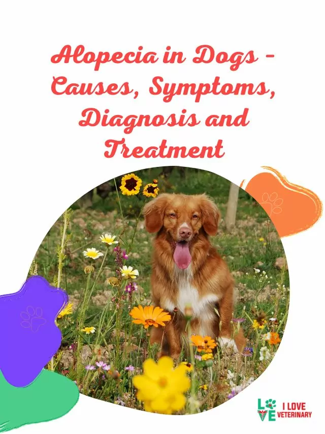 Alopecia in Dogs – Causes, Symptoms, Diagnosis and Treatment