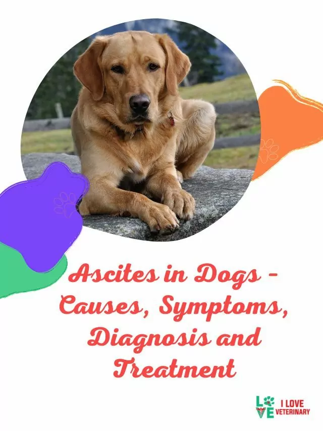 Ascites in Dogs – Causes, Symptoms, Diagnosis and Treatment