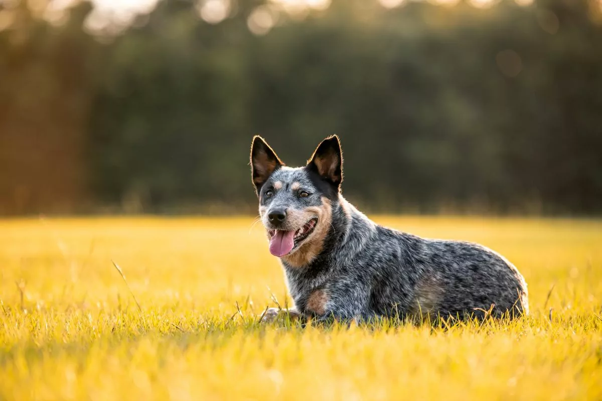 Australian cattle dog blue heeler laying down in a grassy field panting