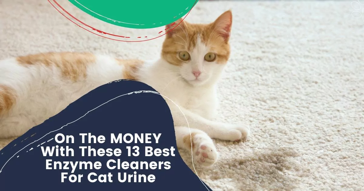 Best Enzyme Cleaners For Cat Urine