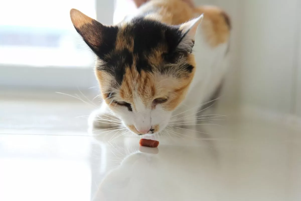 Cat sniffing treat on the floor